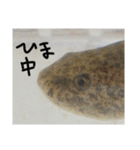ウっちゃんとゆかいな仲間たち3匹（個別スタンプ：13）
