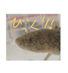 ウっちゃんとゆかいな仲間たち3匹（個別スタンプ：14）