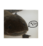 ウっちゃんとゆかいな仲間たち3匹（個別スタンプ：15）