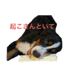あいらるんみらるん（個別スタンプ：2）