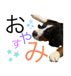 あいらるんみらるん（個別スタンプ：5）