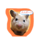 我が家のとんすけ（個別スタンプ：1）