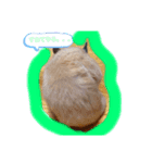 我が家のとんすけ（個別スタンプ：3）