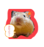我が家のとんすけ（個別スタンプ：8）