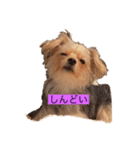 るい＆りく（個別スタンプ：3）