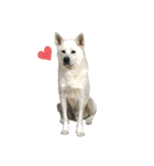紀州犬ハク（個別スタンプ：1）
