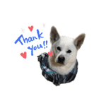 紀州犬ハク（個別スタンプ：3）