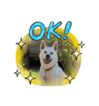 紀州犬ハク（個別スタンプ：5）