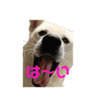 紀州犬ハク（個別スタンプ：6）