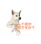 紀州犬ハク（個別スタンプ：11）