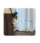 紀州犬ハク（個別スタンプ：12）
