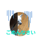 紀州犬ハク（個別スタンプ：13）