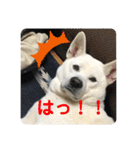 紀州犬ハク（個別スタンプ：20）