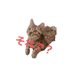 猫のぷく（個別スタンプ：1）