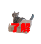 猫のぷく（個別スタンプ：2）