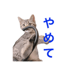 猫のぷく（個別スタンプ：3）