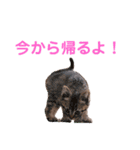 猫のぷく（個別スタンプ：4）