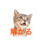 猫のぷく（個別スタンプ：5）