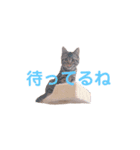 猫のぷく（個別スタンプ：6）