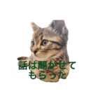 猫のぷく（個別スタンプ：8）