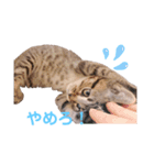 猫のぷく（個別スタンプ：9）