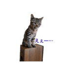 猫のぷく（個別スタンプ：10）