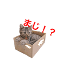 猫のぷく（個別スタンプ：11）