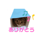 猫のぷく（個別スタンプ：13）