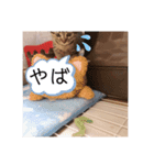 猫のぷく（個別スタンプ：16）