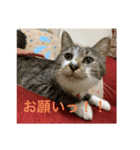 ミーハー猫 ししゃも（個別スタンプ：1）