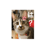 ミーハー猫 ししゃも（個別スタンプ：2）