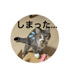 ミーハー猫 ししゃも（個別スタンプ：3）