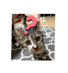 ミーハー猫 ししゃも（個別スタンプ：4）