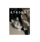 ミーハー猫 ししゃも（個別スタンプ：5）