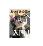 ミーハー猫 ししゃも（個別スタンプ：6）