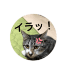 ミーハー猫 ししゃも（個別スタンプ：7）