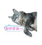 ソマリ家族3（個別スタンプ：6）