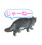 ソマリ家族3（個別スタンプ：12）