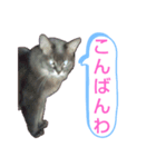 ソマリ家族3（個別スタンプ：13）