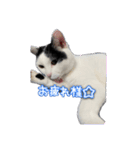 たまおの会話（個別スタンプ：3）