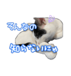 たまおの会話（個別スタンプ：4）