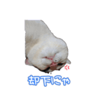 たまおの会話（個別スタンプ：7）