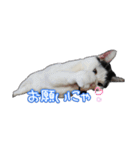 たまおの会話（個別スタンプ：9）