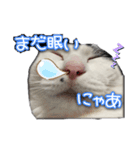 たまおの会話（個別スタンプ：13）
