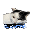 たまおの会話（個別スタンプ：14）