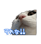 たまおの会話（個別スタンプ：15）