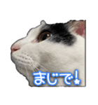 たまおの会話（個別スタンプ：18）