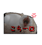 たまおの会話（個別スタンプ：23）