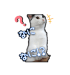 たまおの会話（個別スタンプ：25）