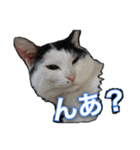 たまおの会話（個別スタンプ：26）